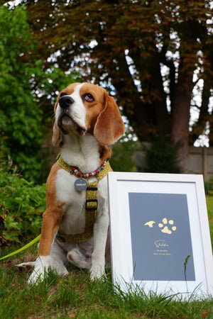 Foiled Pet Paw Print Artwork